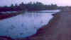 viet ducks in moat.jpg (17541 bytes)