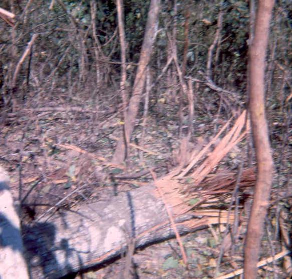 Blown Up Tree